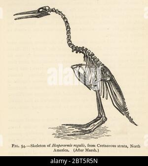 Scheletro di Hesperornis regalis, da strati Cretacei, Nord America. Dopo Otniel Charles Marsh. Incisione da Henry Neville Hutchinsons creature di altri giorni, Studi popolari in Paleontologia, Chapman e Hall, Londra, 1896. Foto Stock