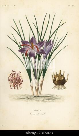 Crocus di zafferano, Crocus sativus, Safran. Incisione in acciaio a mano di Lagesse dopo un'illustrazione botanica di Edouard Maubert di Pierre Oscar Reveil, A. Dupuis, p. Gerard e Francois Herincqs la Regne vegetal: Flore medicale, L. Guerin, Parigi, 1864-1871. Foto Stock