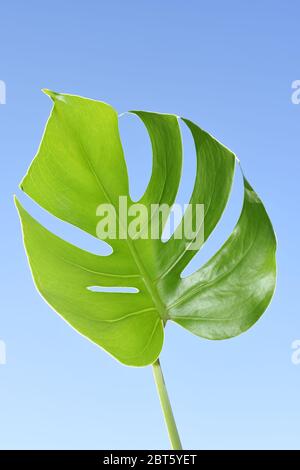 Foglia da una pianta monstera su sfondo blu cielo Foto Stock