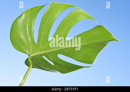 Foglia da una pianta monstera su sfondo blu cielo Foto Stock