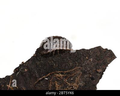 Armadillo bug woodhouse Oniscus asellus su un pezzo di corteccia isolato su bianco Foto Stock