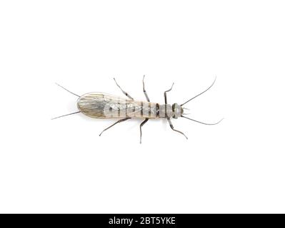 Stonefly plecoptera insetto isolato su sfondo bianco Foto Stock