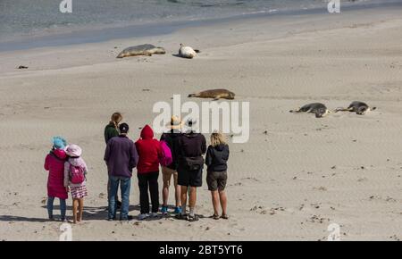 Kangaroo Island, Australia - 9 marzo 2020: Un gruppo di turisti che guardano la colonia di foche dell'Isola dei Canguri in una giornata di sole. Foto Stock