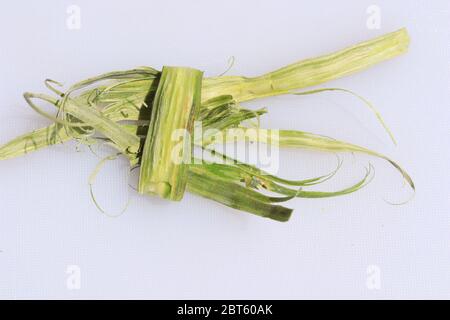 Podi di drumstick o pos di Moringa oleifera vegetali isolati su sfondo bianco Foto Stock