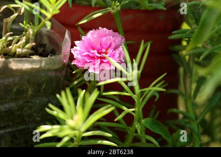 estate fiore sfondo, rosa portulaca, muschio rosa fiore pianta in pieno sole luce, fuoco selettivo con sfondo sfocato. Foto Stock