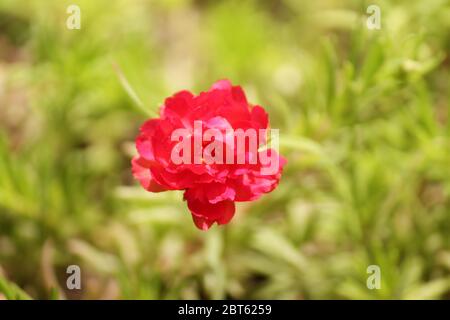 estate fiore sfondo, rosa portulaca, muschio rosa fiore pianta in pieno sole luce, fuoco selettivo con sfondo sfocato. Foto Stock