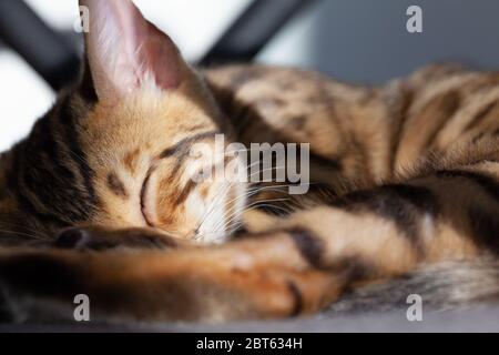 Gatto bengala cute dormire sul divano Foto Stock