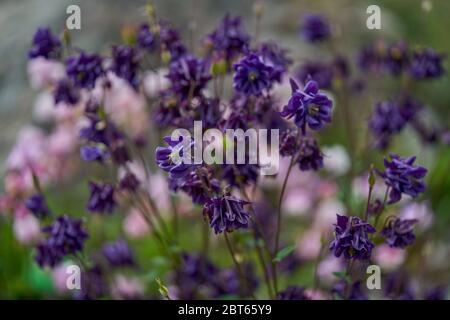 Il cofano di Aquilegia Granny, colonnina Foto Stock