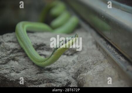 Philodyas baroni, serpente Nosed lungo Foto Stock