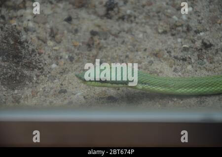 Philodyas baroni, serpente Nosed lungo Foto Stock