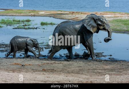 Elefante e vitello Loxodonta africana coperto di fango nero chobe che cammina lungo il fiume Chobe Foto Stock