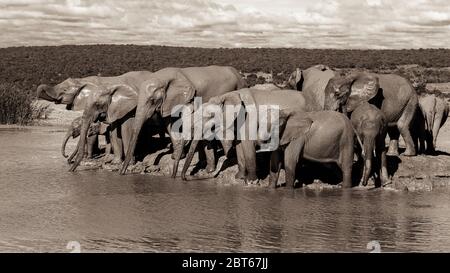 Gruppo di elefanti Loxoxdonta africana bere acqua al Parco degli Elefanti Addo, Provincia del Capo Orientale, Sudafrica in colore Seppia Foto Stock