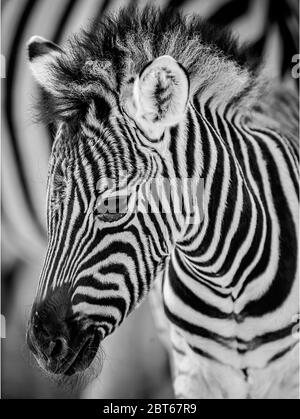 Un'immagine ritratto a strisce di un foal equus burchelii zebra che riposa davanti al fianco a strisce del Parco Nazionale Etosha Namibia Foto Stock