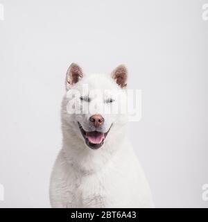 Bianco taglia media bel cane Kishu Inu Foto Stock