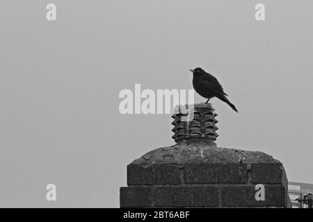 Un Blackbrid solone (Terdus merula) appollaiato su un camino di mattoni di una casa quasi in silhouette contro un cielo chiaro in balck e bianco. Foto Stock