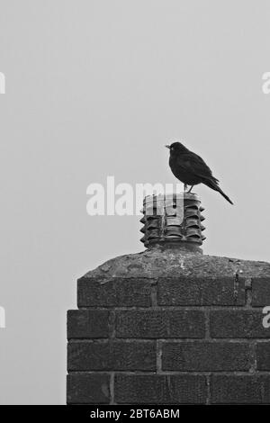 Un Blackbrid solone (Terdus merula) appollaiato su un camino di mattoni di una casa quasi in silhouette contro un cielo chiaro in balck e bianco. Foto Stock