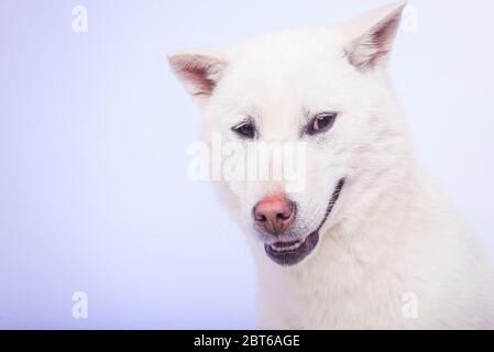 Bianco taglia media bel cane Kishu Inu Foto Stock