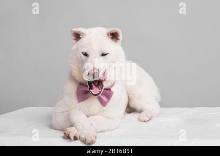 Bianco taglia media bel cane Kishu Inu Foto Stock
