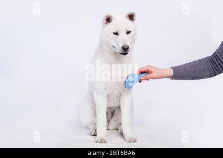 Bianco taglia media bel cane Kishu Inu Foto Stock