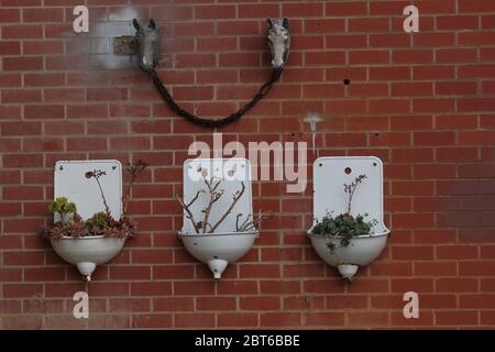 Tre vaschette decorative o orinali con piante a Castlemaine, Australia. Foto Stock