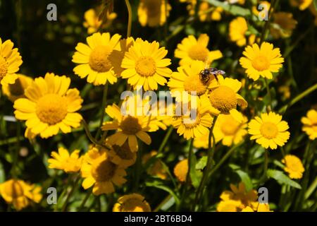 Ape che prende il nettare dalla corona daisy, in un campo a margherita corona Foto Stock