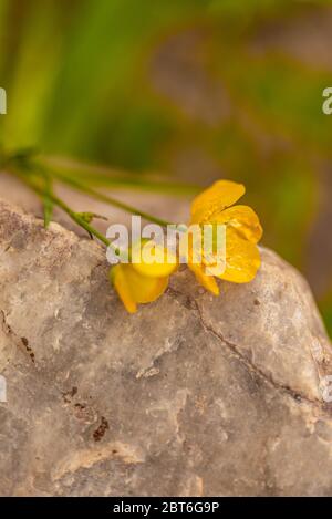 Fiori gialli sulla pietra. Vegetazione selvaggia. Giallo, fiori piccoli. Gambi verdi. Fiori e pietre selvatiche. Foto Stock