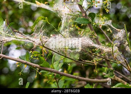 Spider web su rami. Trappola di insetti. Fauna selvatica. Estate nei boschi. Foglie verdi sui cespugli. Foto Stock