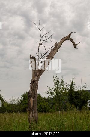 Albero solo arenato. Aree fuori città. Legno marcio. Natura distrutta. Un albero senza corteccia. Foto Stock