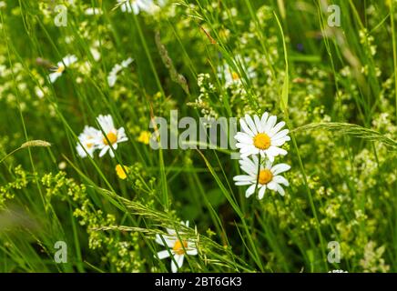 Camomilla selvaggia. Campi e pascoli. Fiori di campo. Erbe sul plou. Piante stagionali. Fiori bianchi e viola. Piante polverose. Foto Stock