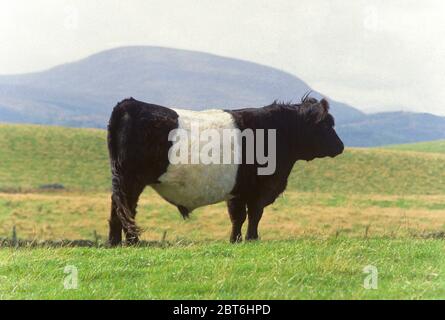 Belted Galloway Bull di Newton Stewart, Wigtownshire Foto Stock