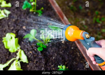 Annaffiare un ingrassatore con giovani pianta di verdure fresche utilizzando un tubo da giardino - mettere a fuoco sulla pistola a spruzzo Foto Stock