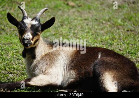 Capra domestica di razza europea unica che si distese sul pascolo verde. Italia, primavera 2020. Fotografia colorata. Messa a fuoco selettiva. Foto Stock