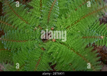 Il morbido scudo feln Polystichum setiferum Plumosum Densum budding Foto Stock