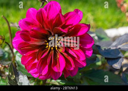 Blooms 0f Primavera a York, Pennsylvania Foto Stock