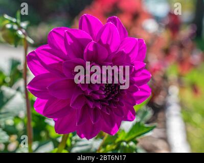 Blooms 0f Primavera a York, Pennsylvania Foto Stock