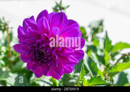 Blooms 0f Primavera a York, Pennsylvania Foto Stock