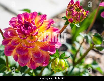 Blooms 0f Primavera a York, Pennsylvania Foto Stock