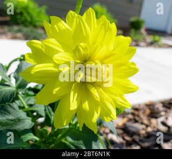 Blooms 0f Primavera a York, Pennsylvania Foto Stock