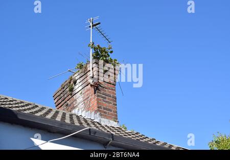 Camino in mattoni con vecchia antenna TV coperta di piante verdi su sfondo blu cielo. Foto Stock