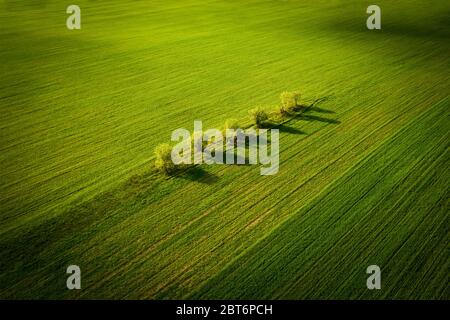 Alberi di mele solitari tra un campo rurale verde. Il paesaggio è pittoresco con una luce calda e soffusa. Natura ecologica e agricoltura. Vista aerea Foto Stock