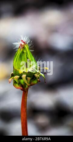 seme di dente di leone agganciato ad un germoglio Foto Stock