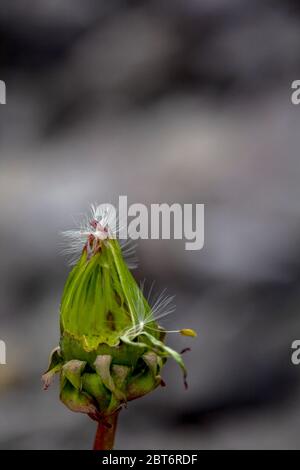 seme di dente di leone agganciato ad un germoglio Foto Stock