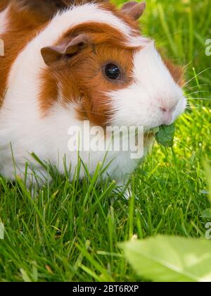 cavia maiale al sole mangiare verdi Foto Stock