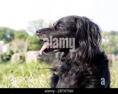 Cane nero, parte setter, vista laterale in natura. Carino profilo di salvataggio animale domestico. Foto Stock