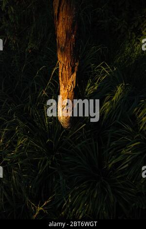 Tronco di albero circondato da alte erbe alla sua base, una vista di un palo di una casa di alberi costruita in un campeggio nel Parco Nazionale del Monte Gede Pangrango. Foto Stock