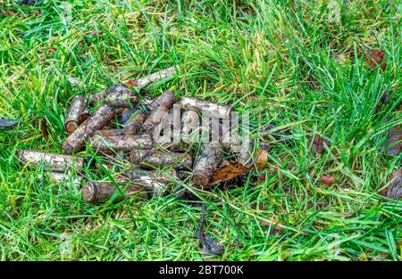 Scarico molto arrugginito perdite batterie alcaline gettate in modo improprio in erba verde nel parco della città, non riciclate, stanno avvelenando l'ambiente, gettato Foto Stock