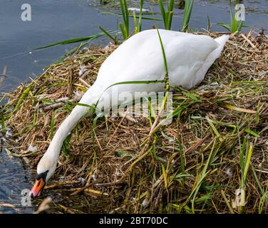 Donna muto cigno, Cygnus olor, seduta su nido tirando materiale nido da acqua, East Lothian, Scozia, UK Foto Stock