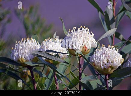 Quattro tempri, tolleranti la siccità acqua-saggio australiano bianco nativo Waratah di Shady, Telopea speciosissima, famiglia Proteaceae Foto Stock