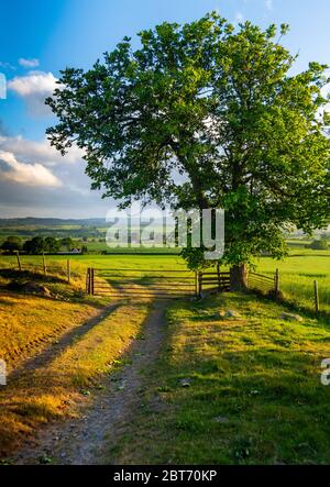 In una serata soleggiata un percorso agricolo conduce a un cancello sotto un castagno su Charlton Hill Shropshire Foto Stock