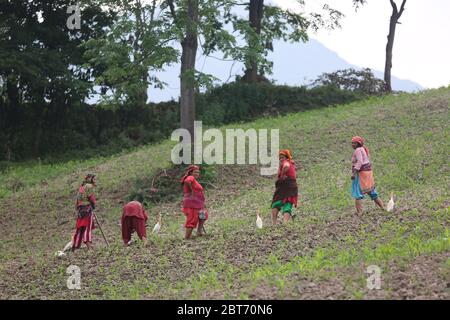 Kathmandu, Nepal. 23 maggio 2020. Le donne lavorano su un campo di mais a Kathmandu, Nepal, 23 maggio 2020. Credit: Zhou Shengping/Xinhua/Alamy Live News Foto Stock